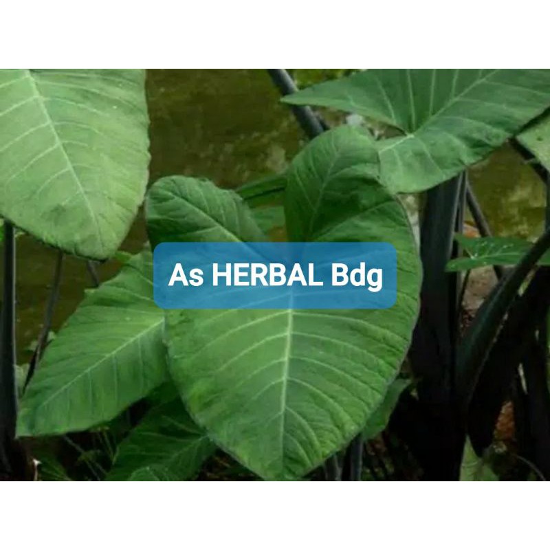 Bibit talas hias keladi hias ungu talas wulung-az