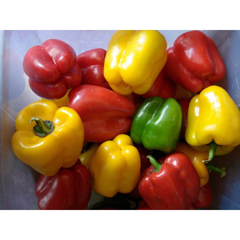 Benih-Bibit Cabe Paprika Blend Mix Color (Haira Seed)