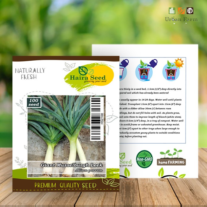 Benih-Bibit Daun Bawang Jumbo Giant Musselburgh (Haira Seed)