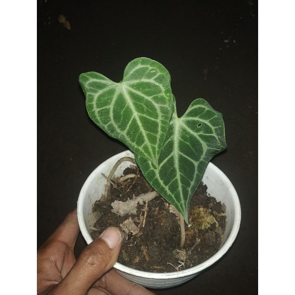 anthurium clarinervium hybrid