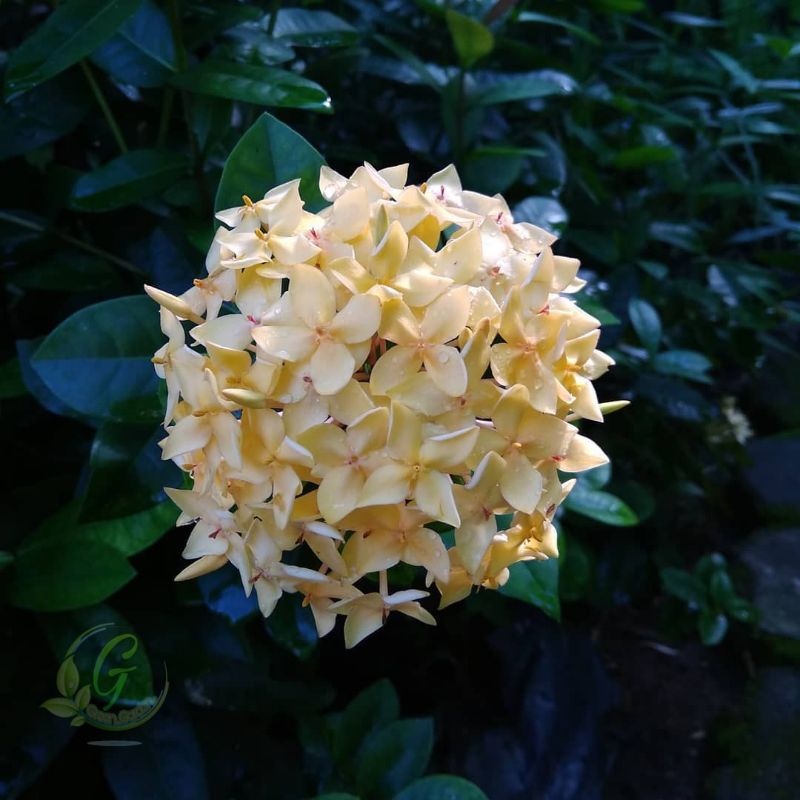 pohon asoka bunga kuning - Tanaman Hias Asoka Jepang Bunga kuning - asoka jepang bunga kuning