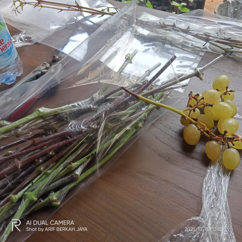 Entres 4jnis anggur import valid