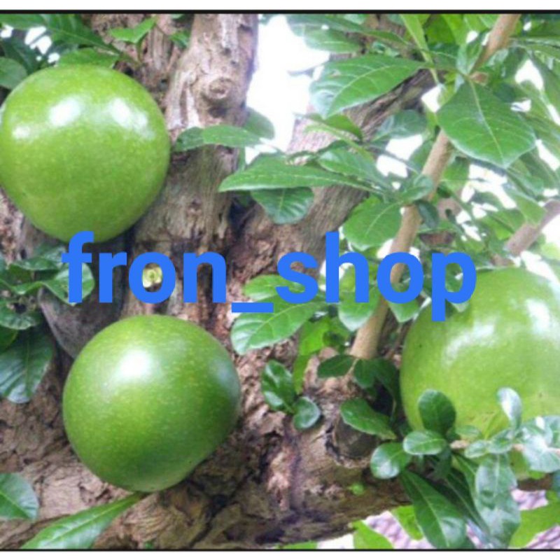

BUAH BERENUK LANGSUNG PETIK | BUAH MAJA SEGAR ASLI