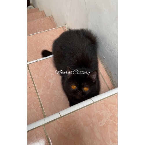 Kucing Persia Flatnose / kucing anggora / kucing persia peaknose / kucing lucu