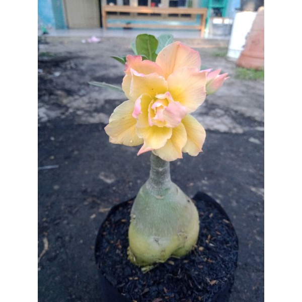 1dun Huang ,2 golden dragon