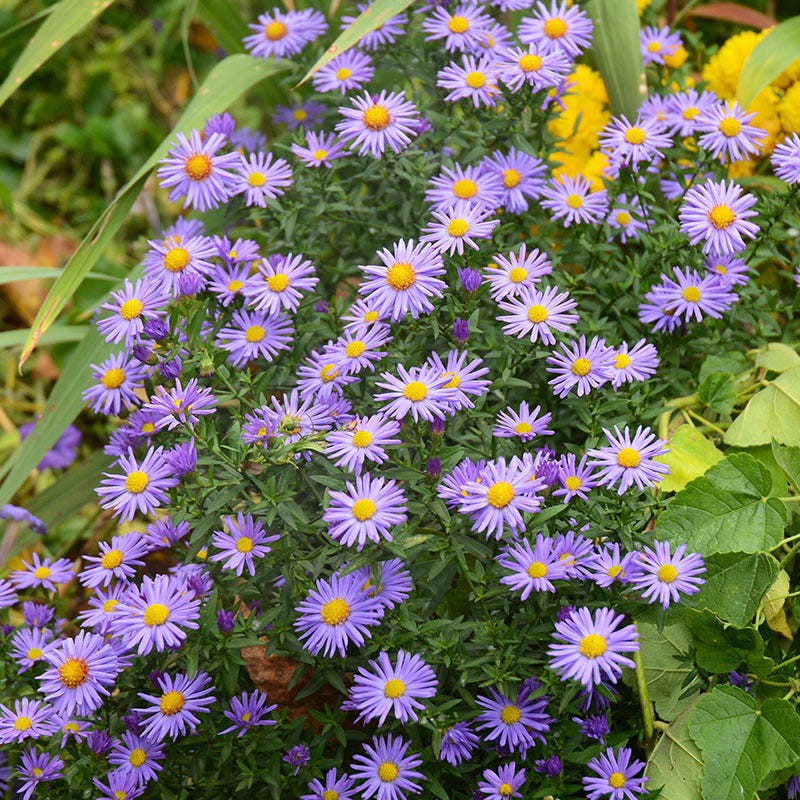 Benih Bibit Biji - Bunga Prairie Aster (Aster tanacetifolia) Flower Seeds - IMPORT