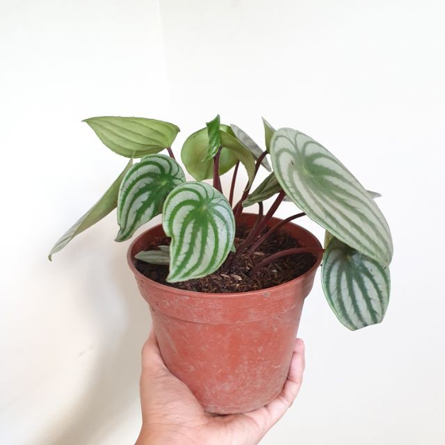 Tanaman Hias Watermelon - Peperomia Watermelon - Peperomia Watermelon Silver - Peperomia Argyreia