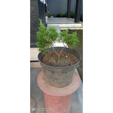 Bahan Bonsai Cemara Sinensis
