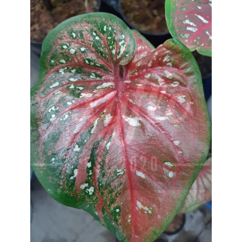 Caladium Red Clown / Keladi Red Clone - Anakan
