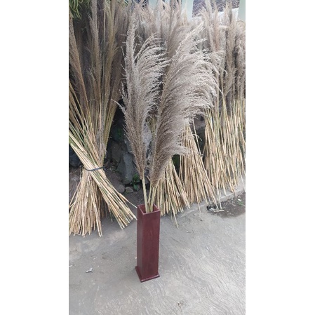 1 lusin Pampas bulu grass , pampas lokal , pampas rustic