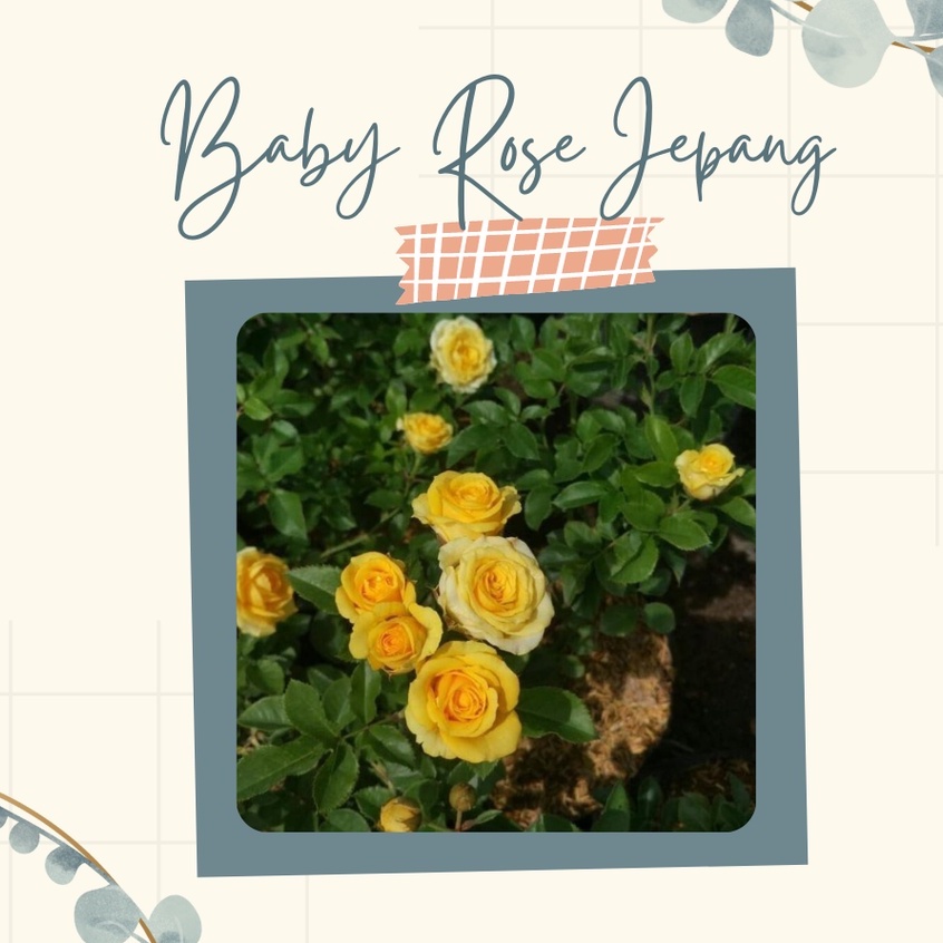 Tanaman Hias Baby Rose Kuning Bunga Mawar Baby Rose Yellow Murah Imut