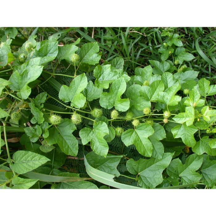 

Permot Rambusa ermot Ceplukan Blungsung Kaceprek Buah Latuik-Latuik