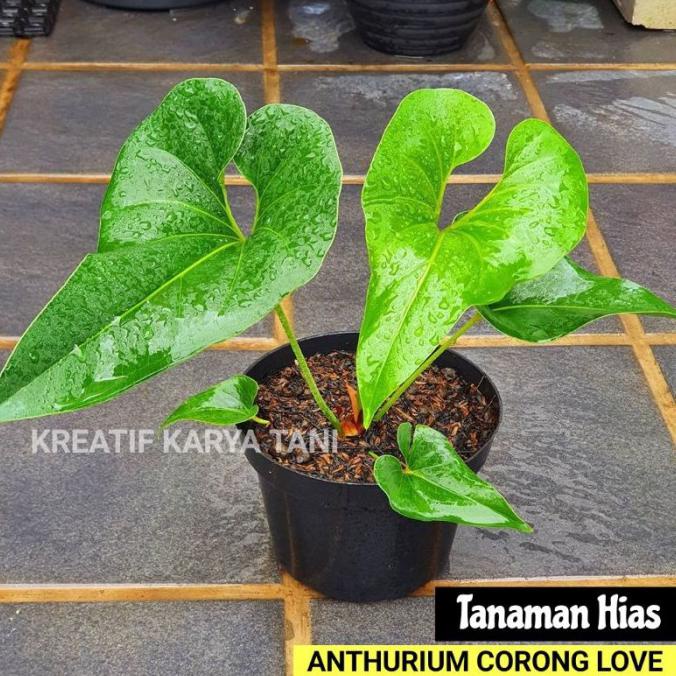 Tanaman Hias Anthurium Corong - Antorium Corong