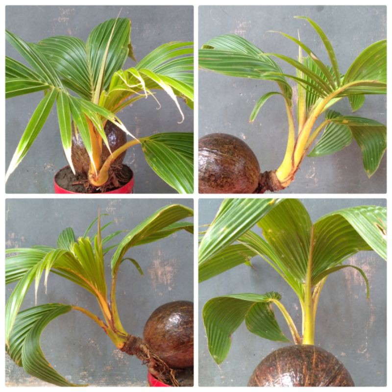 Bonsai kelapa gading kuning133