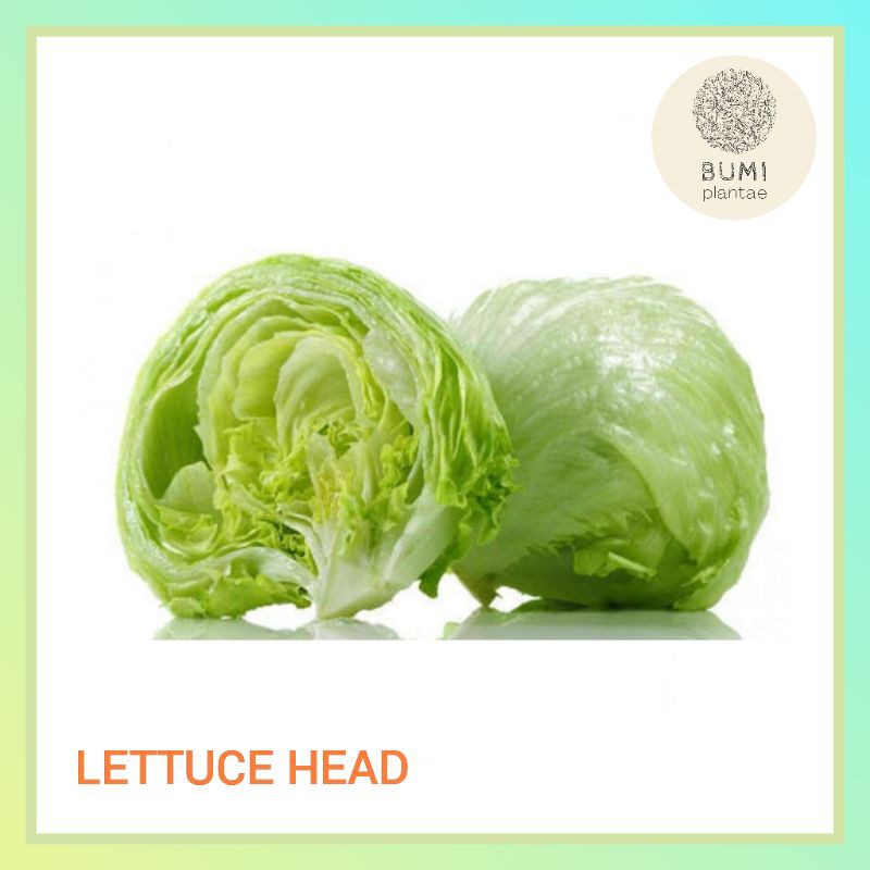 

Lettuce Head Iceberg per pcs 200 gram - Sayur Segar