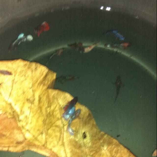 Harga grosir mari mari cupang