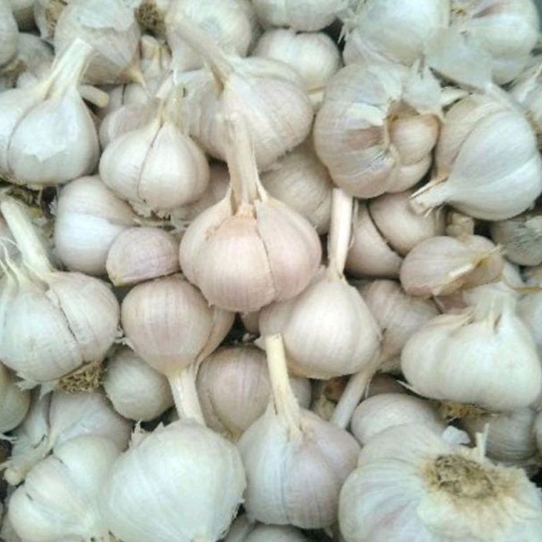 Bawang putih Katting 1kg Bersih