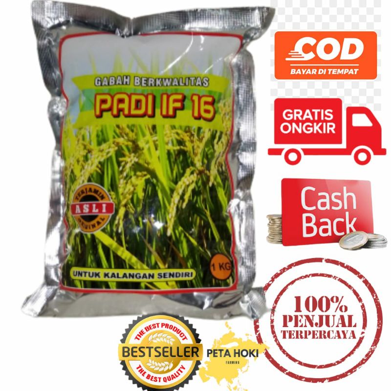 Benih padi IF 16 bibit padi if 16 galur unggul Asli indonesia