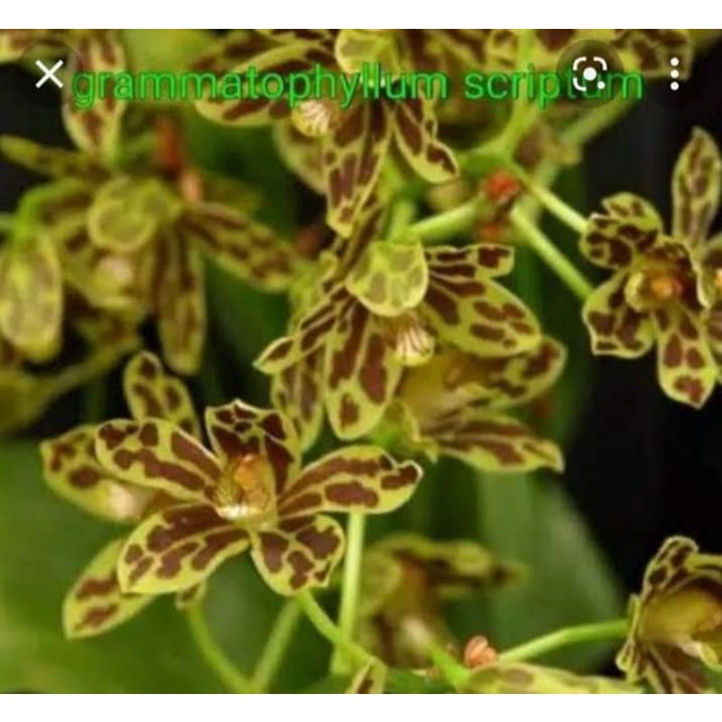 Gramma scriptum dewasa