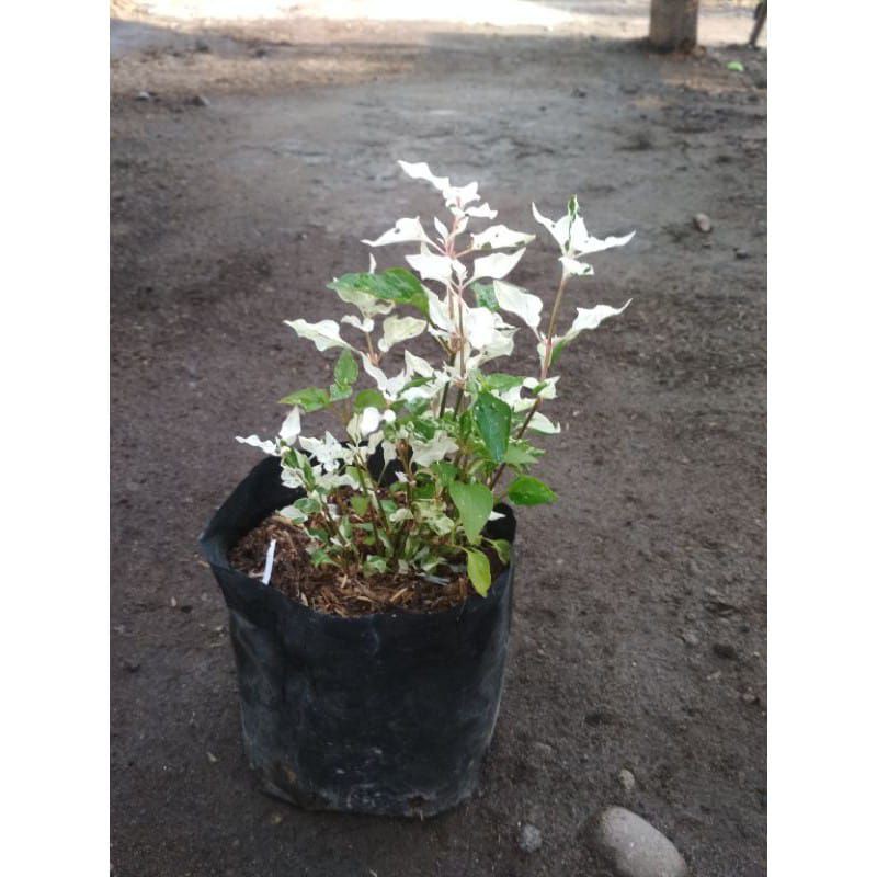 tanaman hias krokot salju - tanaman hias krokot salju - krokot