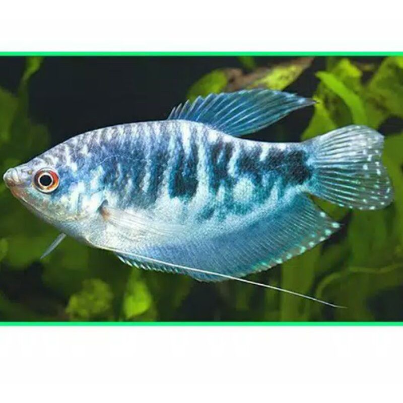 Ikan Hias Sepat Biru/Hobi/Bibit Ikan