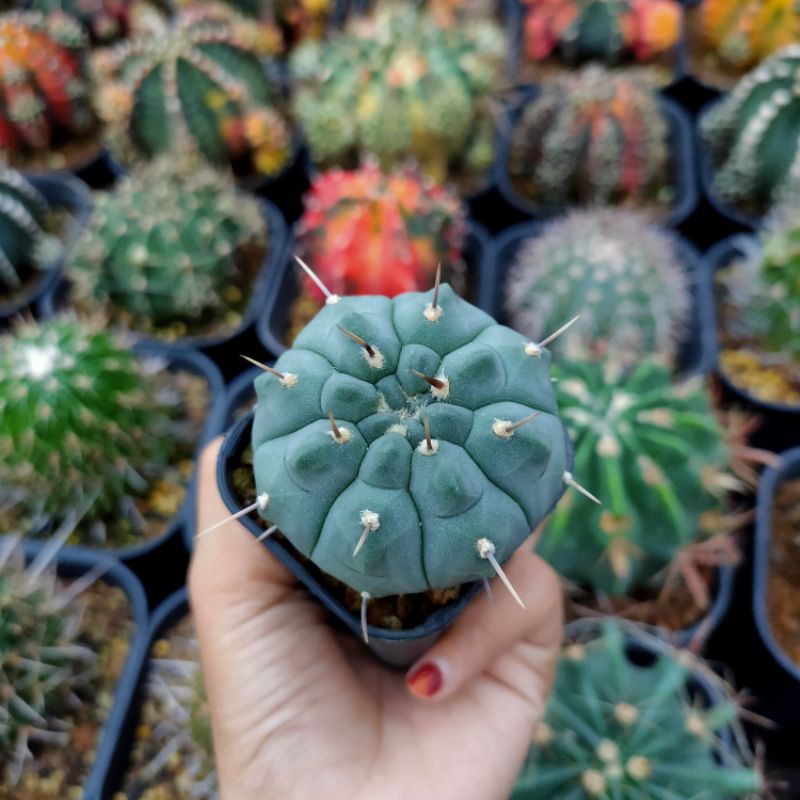 Kaktus Gymnocalycium Vatteri
