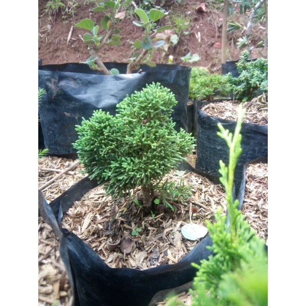 cemara kishu/pingpong