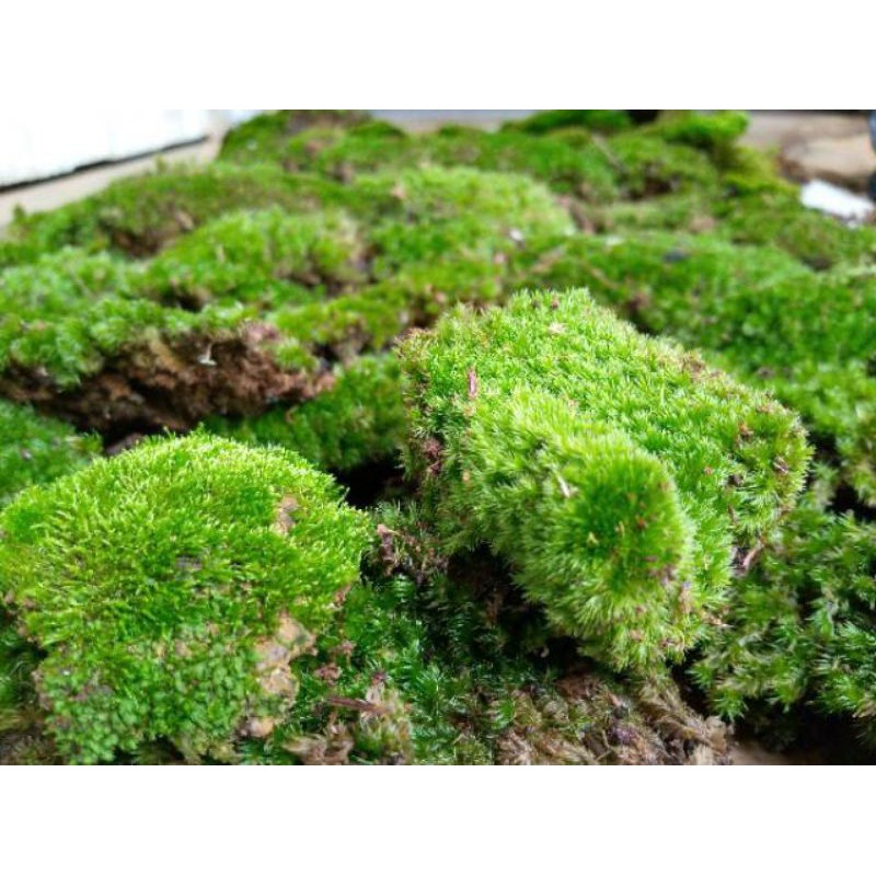 

Lumut hutan 500 gram