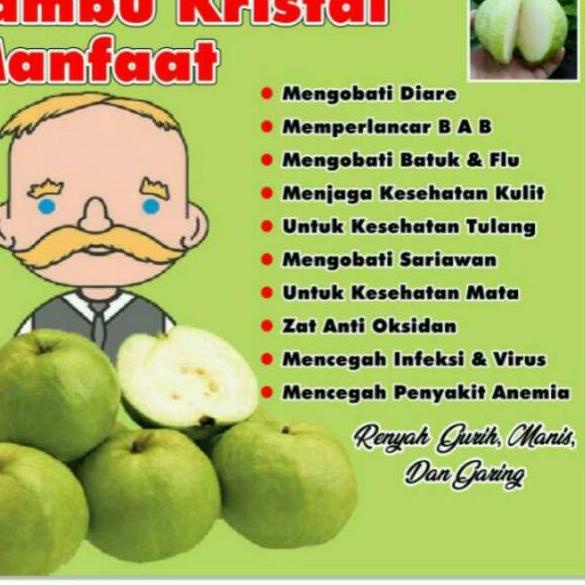 

✔️Stars BUAH JAMBU KRISTAL NON BIJI 1KG |Trend|Update|Hanya hari ini