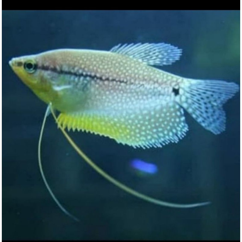 Ikan Hias Air Tawar Sepat Mutiara Aquarium Aquascape Garansi Hidup Sampai Tempat