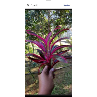 TANAMAN HIAS RED SRI REJEKI MERAH