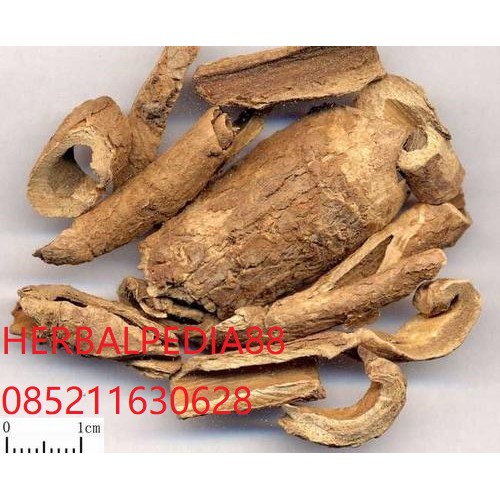 

Xiang Jia Pi Periploca sepium 香加皮 100 gram