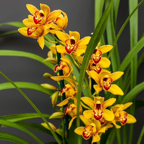 Bunga Anggrek Tanah Kuning Dewasa - Tanaman Hias Anggrek Cymbidium Golden Boy - Bunga Anggrek Hidup