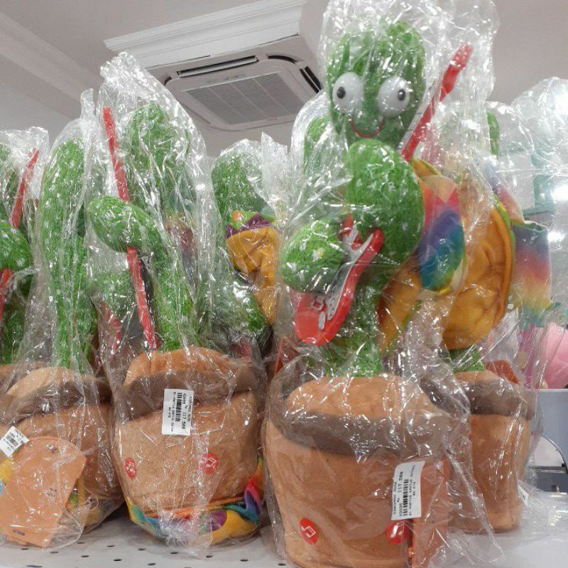 Kaktus Goyang / Kaktus Joget / Kaktus batre / kaktus baterai