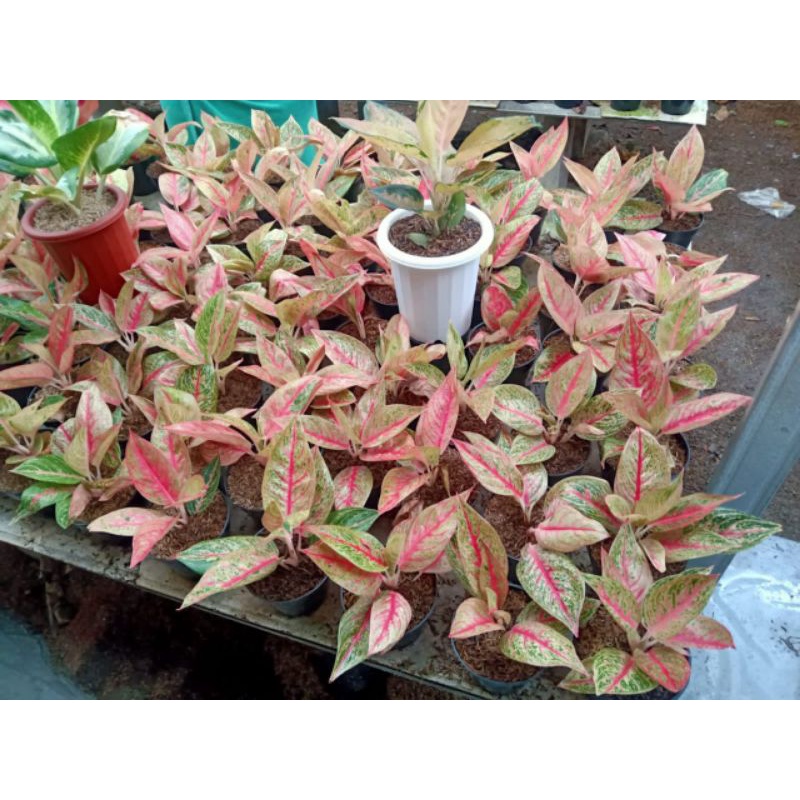 aglonema red legacy anakan
