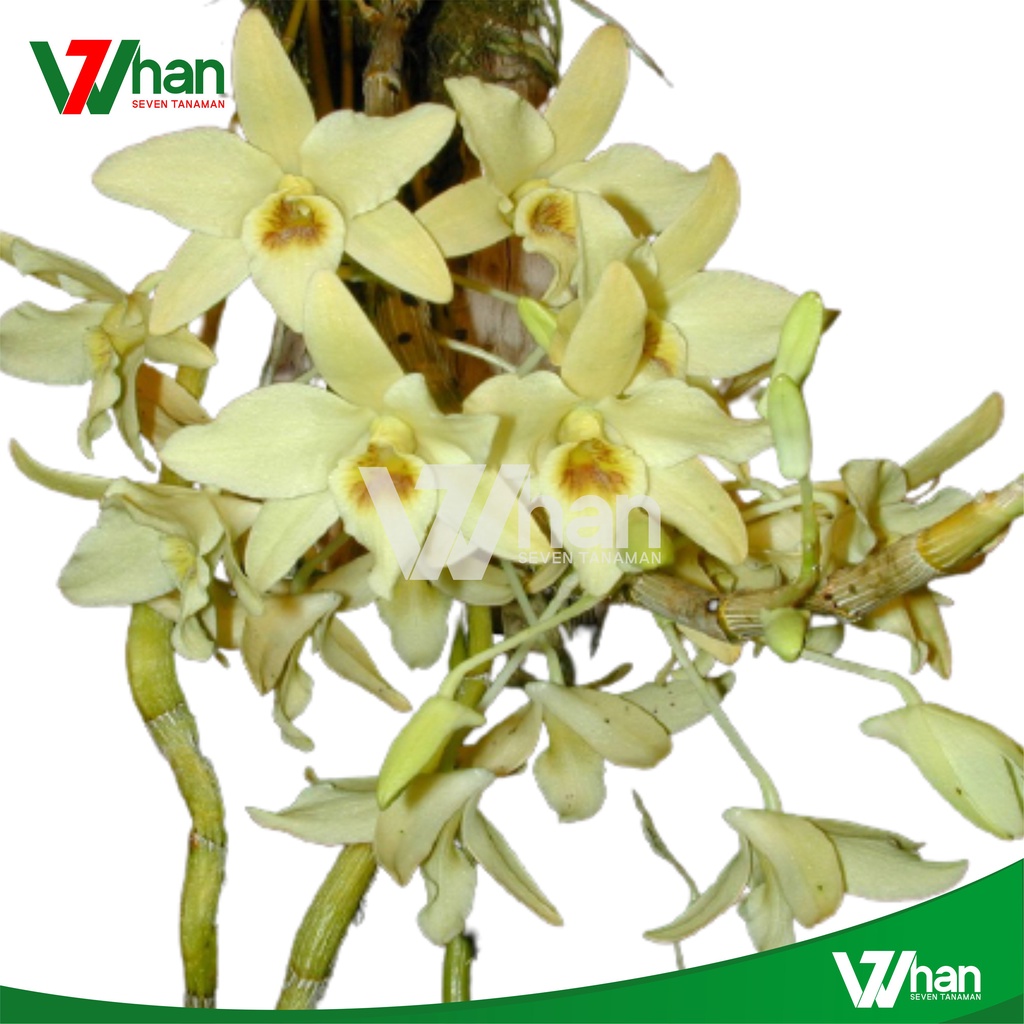 Anggrek dendrobium heterocarpum WHAN7 TANAMAN