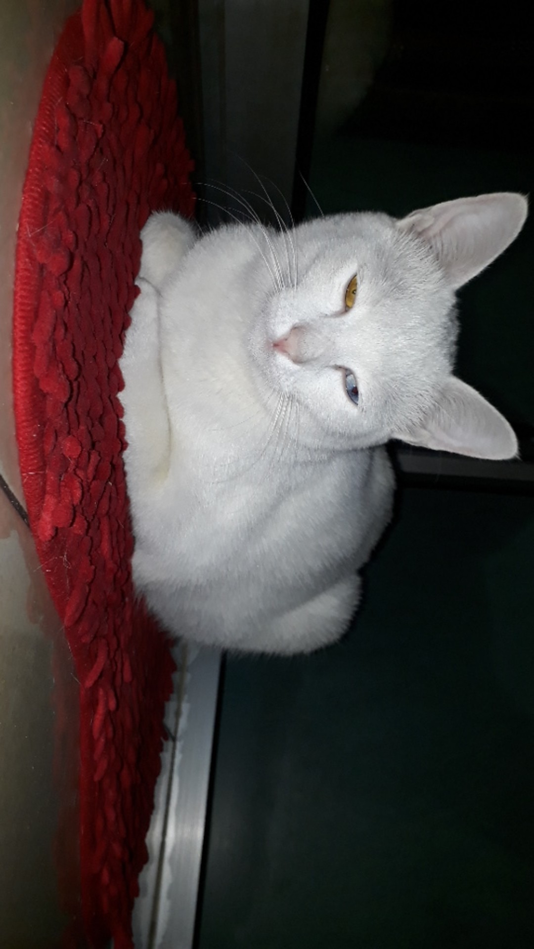 Shabbhy Rak Dorong Sudut Alat Dapur Kamar Mandi Organizer