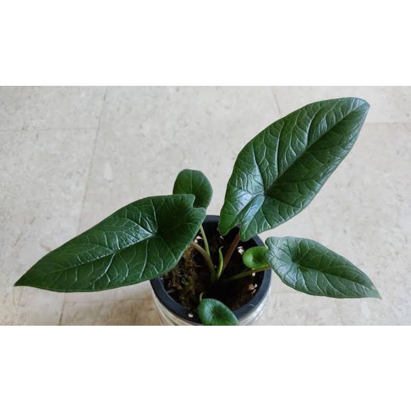 TANAMAN HIAS alocasia scalprum beby ukuran heli daun
