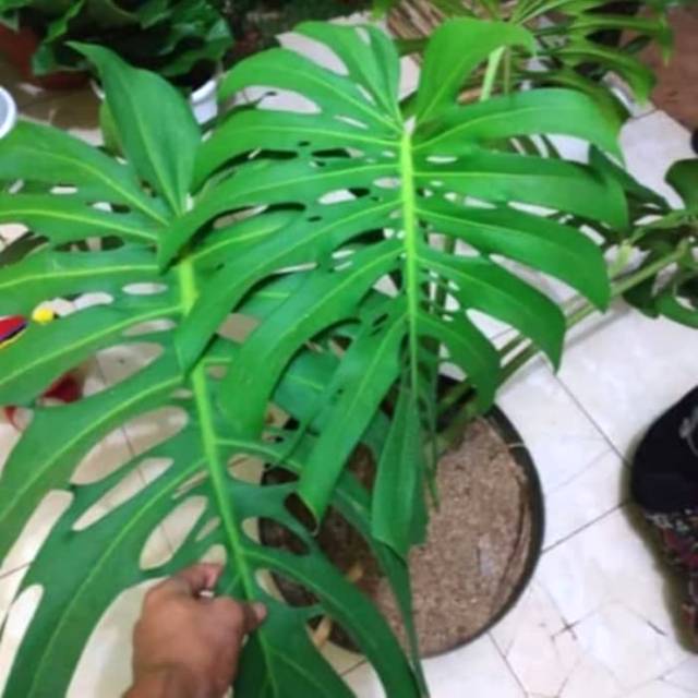 Tanaman Hias Monstera Deliciosa Jumbo Monstera Daun Besar Giant Shopee Indonesia