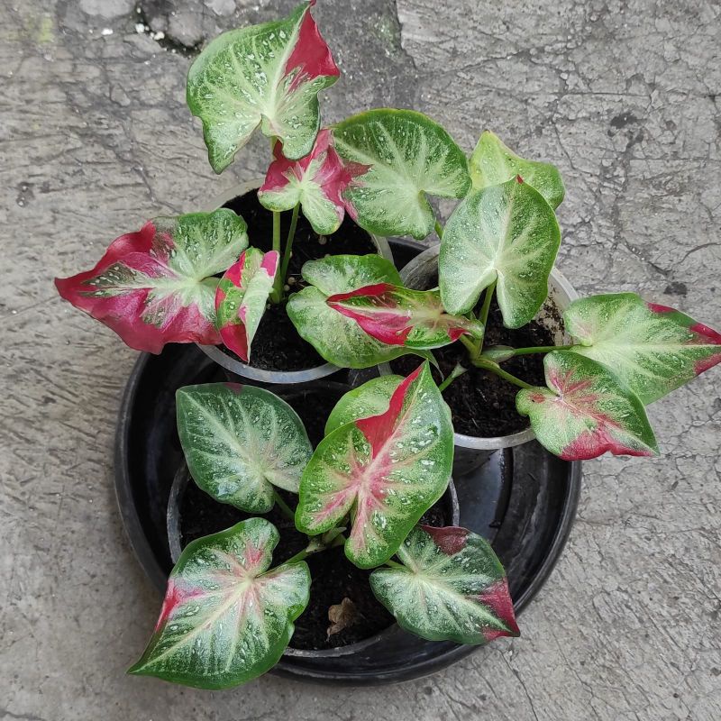 Caladium shycool / caladium cat Tumpah