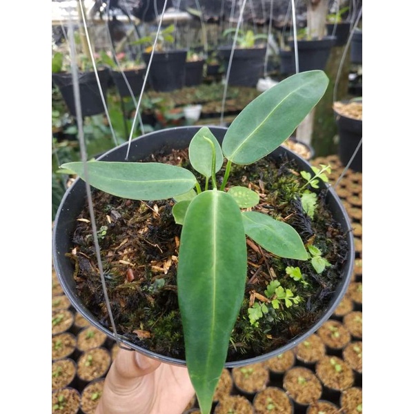 Anthurium Warocqueanum/Lidah Gajah