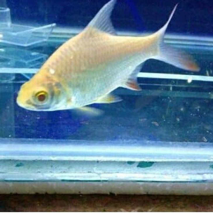 Terbaru Ikan kaviat albino