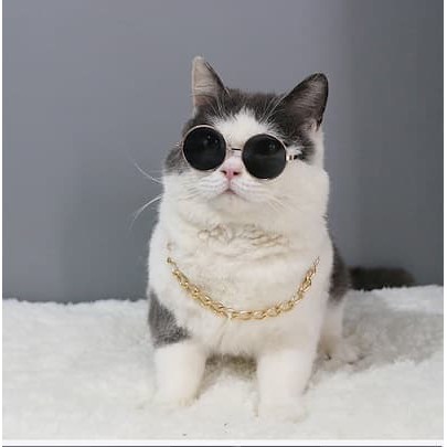 Paling Bagus 10+ Gambar Kucing Pakai Kacamata Keren - Gudang Gambar HD