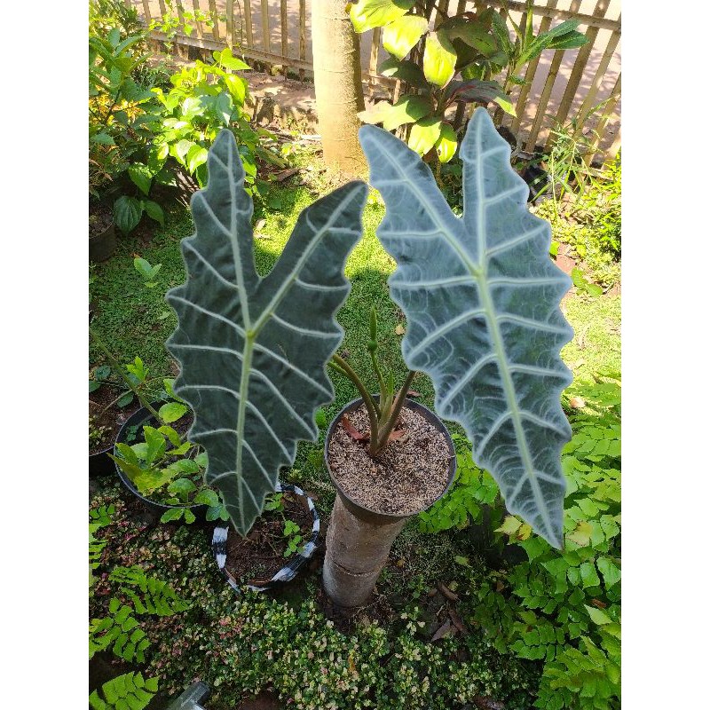 keladi amazon tengkorak ungu Shopee Indonesia