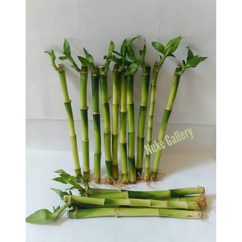 Jual Bambu Sri Rejeki Bambu Hias Air Bambu Hoki Shopee Indonesia