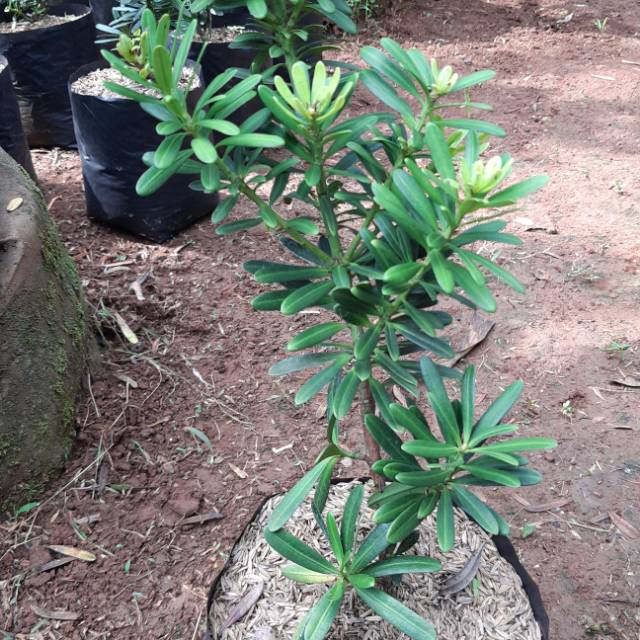 Bahan bonsai lohansung cincuan - tanaman hias bahan bonsai lohansung sincuan