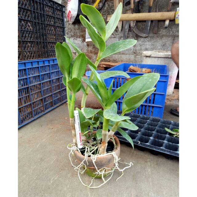 Anggrek dendrobium melintir dewasa