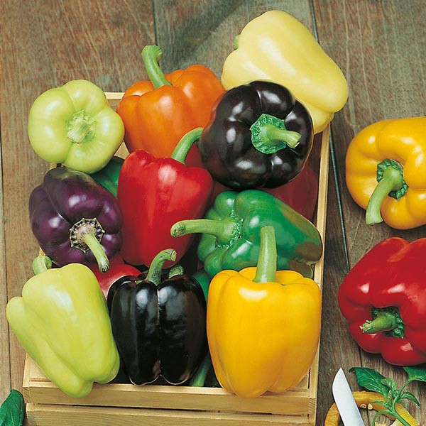 Benih Bibit Biji - Paprika Pepper (Sweet) Colour Spectrum Rainbow Seeds - IMPORT