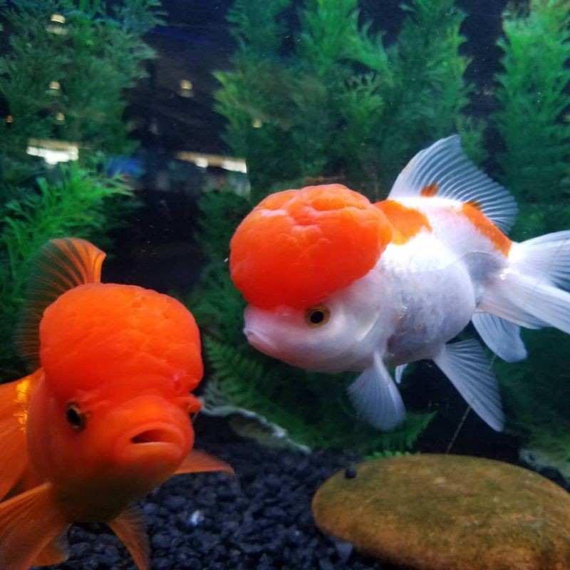 Ikan Mas Koki Oranda Redcap Jumbo (COD)