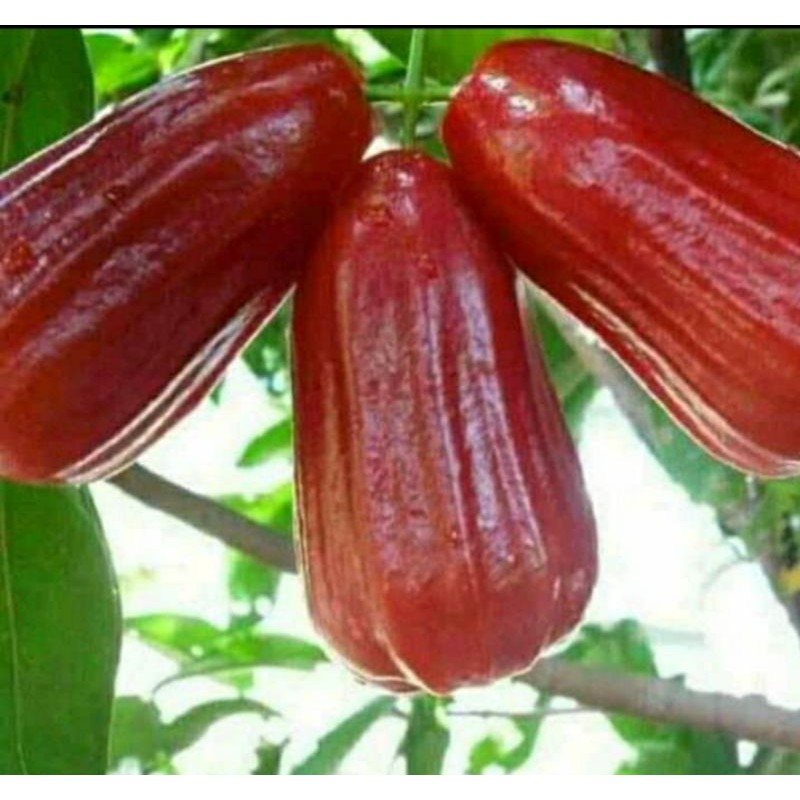 

jambu air Delli